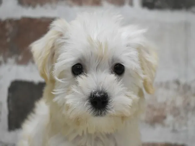静岡県のハーフ犬・ミックス犬 (ペッツワン浜松雄踏店/2025年1月18日生まれ/女の子/クリーム)の子犬